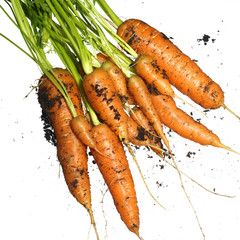 Bunch of fresh carrots with sand