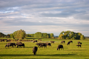 buffalo 