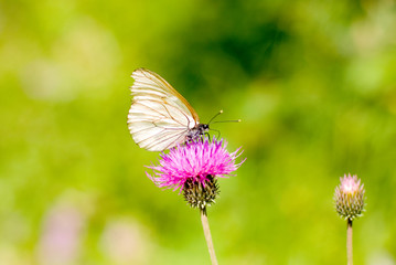 butterfly