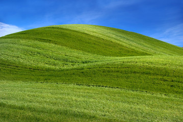 Fototapeta premium Grass