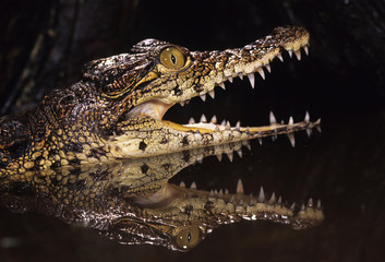 Caiman