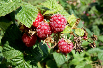Himbeeren