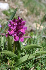 orchis sureau - dactylorhiza sambucina