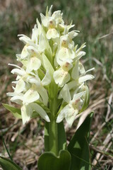Obraz premium orchis sureau - dactylorhiza sambucina