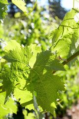 Fototapeta premium Green vine leaves in sunshine
