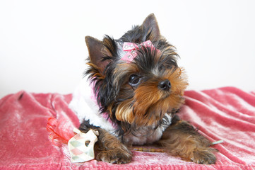  The puppy of the yorkshire terrier with the carnival mask