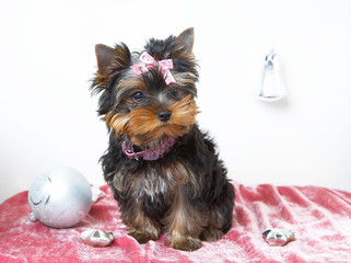  The puppy of the yorkshire terrier