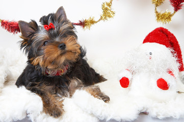 yorkshire terrier puppy with a snowman