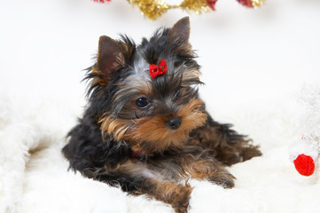 yorkshire terrier Puppy