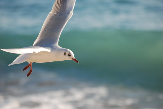 liberte et glisse
