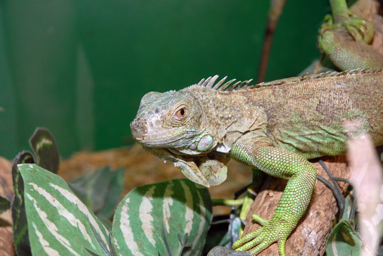 reptille l&eacute;zard cam&eacute;l&eacute;on