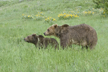 Grizzly-Adult and cub