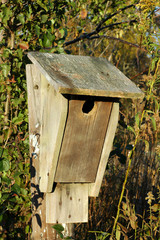 Birdhouse, early morning