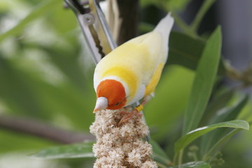 ORANGE YELLOW BIRD