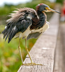 DRYING FEATHERS 