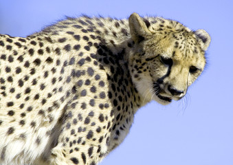 Fototapeta na wymiar Cheetach