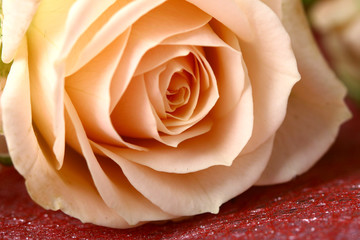 macro rose