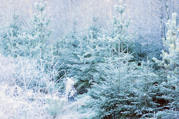 Сhristmas: winter snow covered fir trees in woods