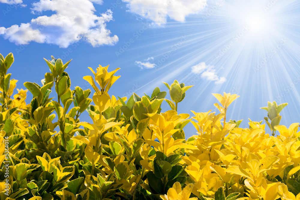 Wall mural Small bush branches on sky background