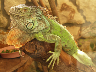 The lizard on a trunk