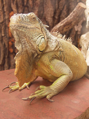 Fototapeta premium Iguana