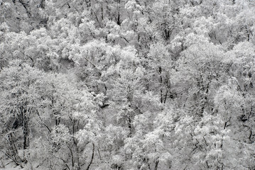 Winter forest with snow