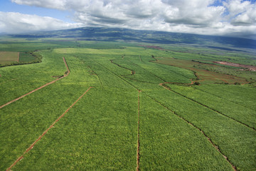 Irrigated cropland.