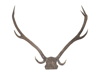 A Set of Deer Antlers