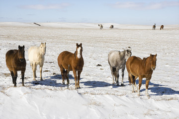 Naklejka premium Horses in snowy pasture.