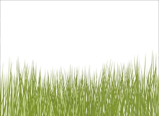 Sfondo bianco con erba in primo piano