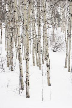 Aspen trees in winter.