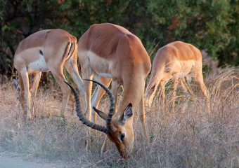 Impala: Aepyceros Melampus