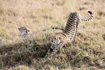 Cheetah