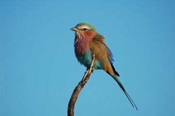 Lilacbreasted Roller