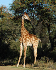 Giraffe