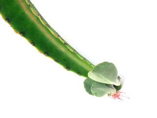 plante grasse "oreille d'éléphant"