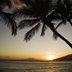 Fototapeta na wymiar Palm trees at sunset.