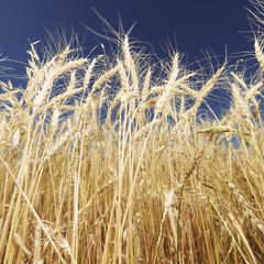 Wheat and blue sky. © iofoto
