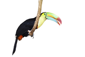 Toucan Isolated on White