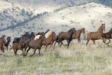 Horses stampeding