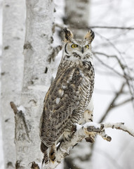 Long eared owl in snowfall