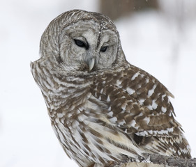Barred owl