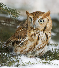 Screech owl(otus asio)