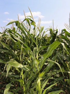 Corn crop field.