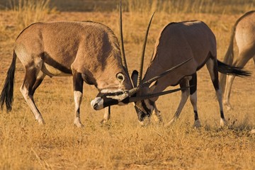Gemsbok (Oryx gazella) fighting