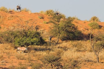 Fototapeta na wymiar Gemsbok (Oryx gazella) on a red Kalahari dune