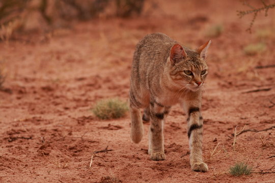 African Wildcat (Felis Lybica)