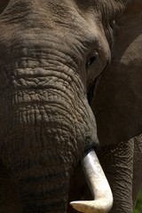 African Elephant Bull (Loxodonta africana)