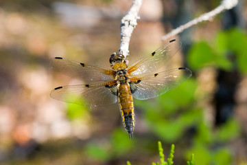 Dragonfly