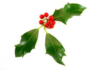 Holly sprig